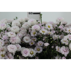 ASTER MARIANA 060 CM ROSA CLARO