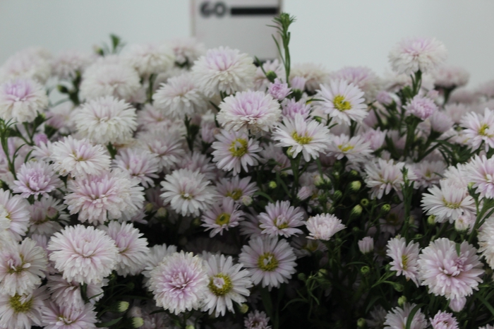 <h4>ASTER MARIANA 060 CM ROSA CLARO</h4>