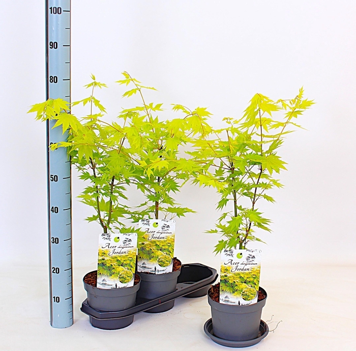 <h4>ACER SH JORDAN</h4>