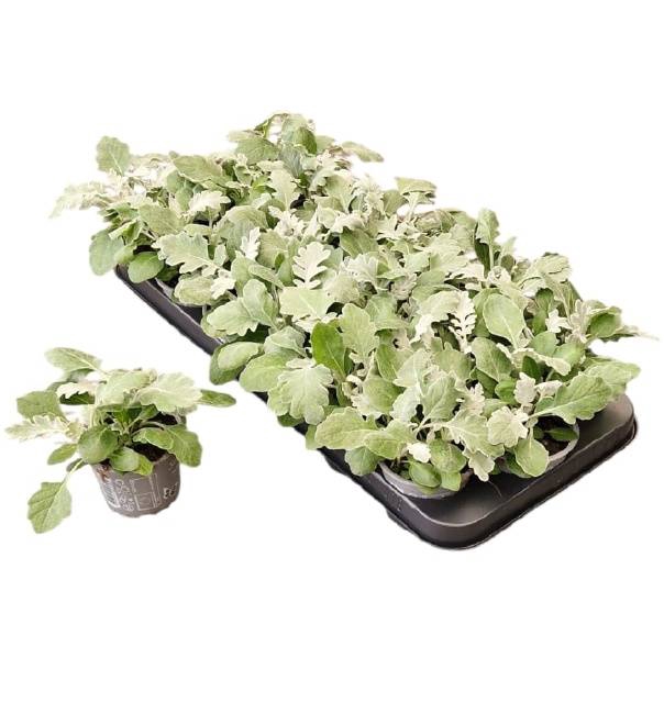 <h4>JACOBAEA MARITIMA</h4>
