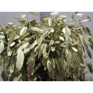 Chasmanthium Goud