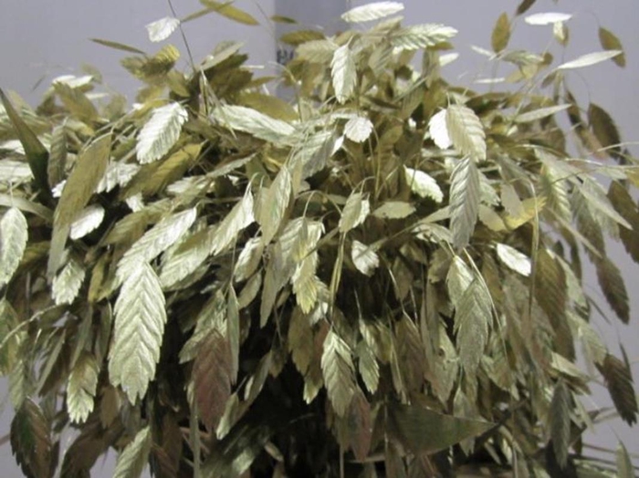 Chasmanthium Goud