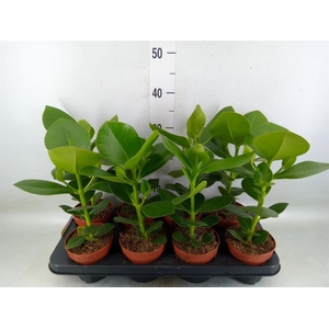 Clusia rosea 'Princess'