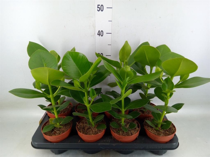 <h4>Clusia rosea 'Princess'</h4>