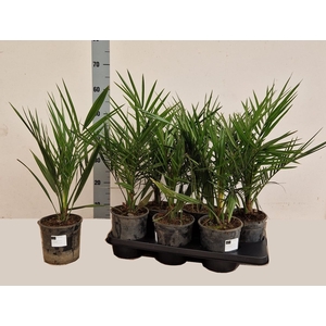 PHOENIX CANARIENSIS
