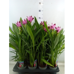 Curcuma alism. 'Siam Splash'