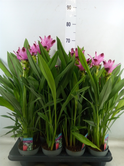 <h4>Curcuma alism. 'Siam Splash'</h4>