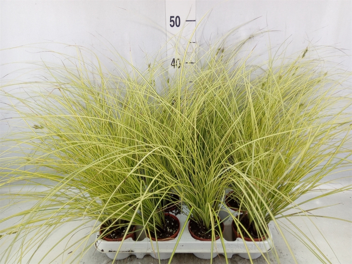 <h4>Carex brunnea 'Jenneke'</h4>