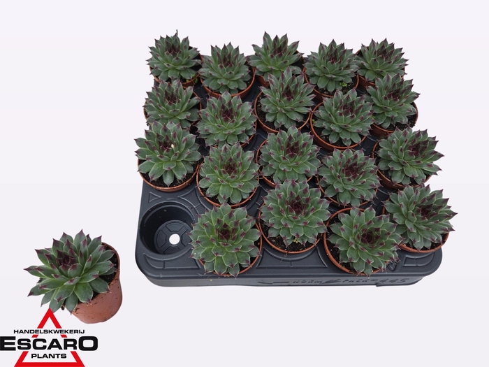 <h4>SEMP TECTORUM</h4>