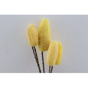 Deco Luffa 5pc Light Yellow Bunch Slv