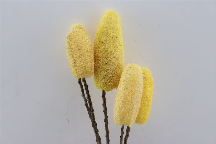 Deco Luffa 5pc Light Yellow Bunch Slv