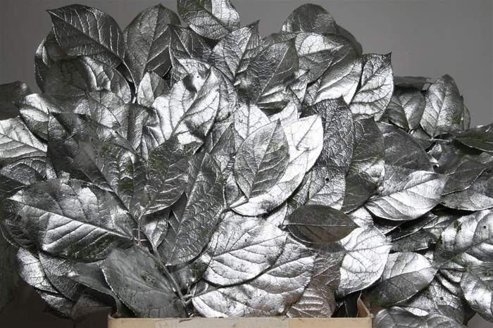 <h4>Salal Tips Zilver</h4>