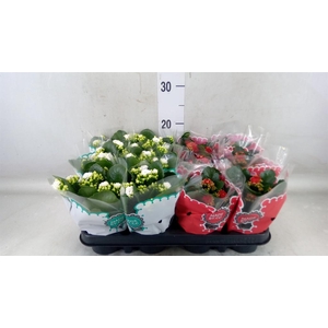 Kalanchoe blos.   ..rosebud mix  2
