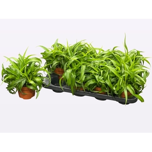 CHLOR COM GRE BONNIE