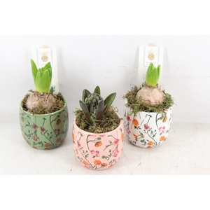 arr4 Hyacint FL - Early springtime x12