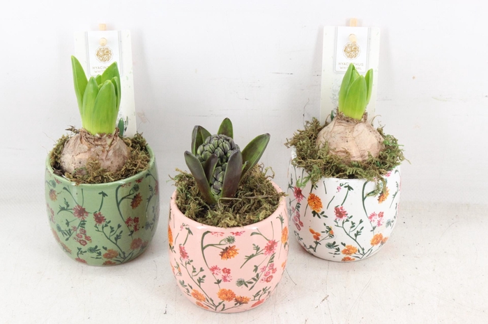 <h4>arr4 Hyacint FL - Early springtime x12</h4>