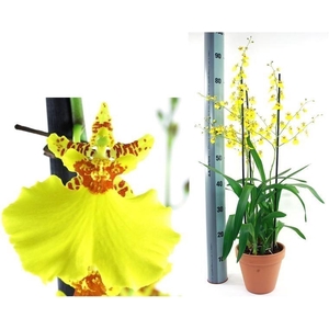 Oncidium toef 3-tak in 19cm terracotta pot