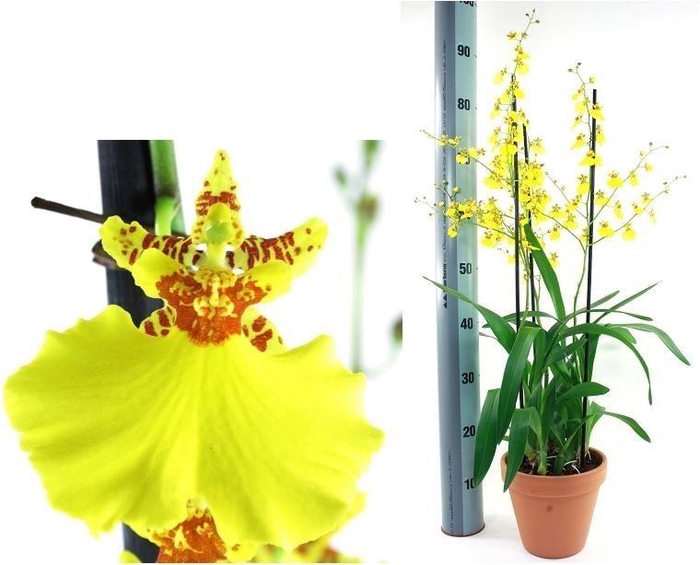 <h4>Oncidium toef 3-tak in 19cm terracotta pot</h4>