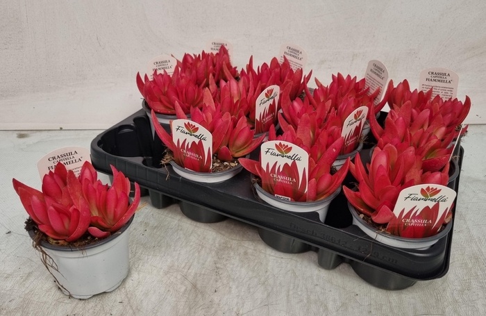 <h4>CRASS OVERIG</h4>