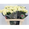 Dianthus St Gioele Creme (promo)