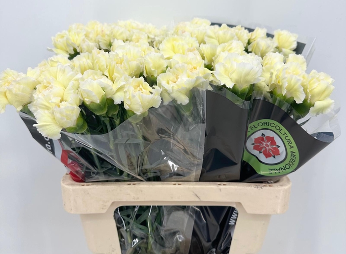 Dianthus St Gioele Creme (promo)