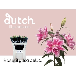 LILIUM ORI. DB 'ROSELILY ISABELLA'