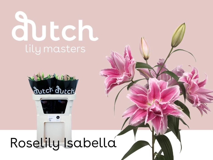<h4>LILIUM ORI. DB 'ROSELILY ISABELLA'</h4>