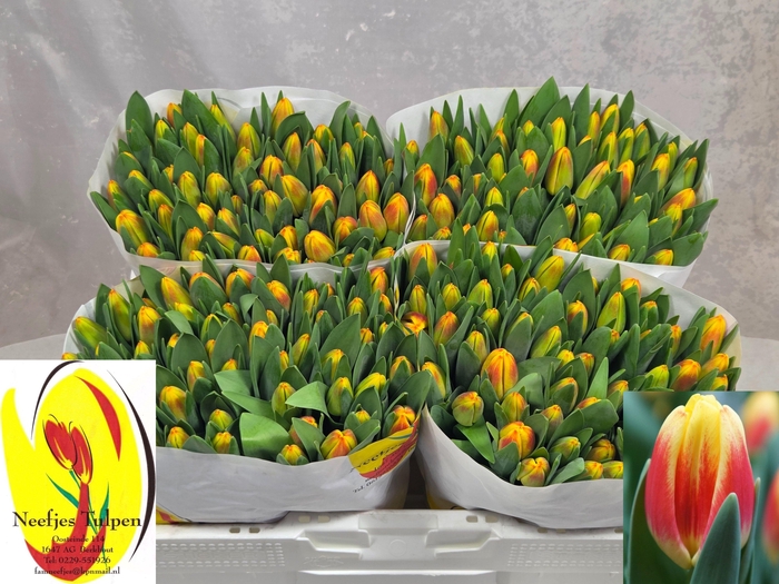 <h4>TU EN DISCO</h4>