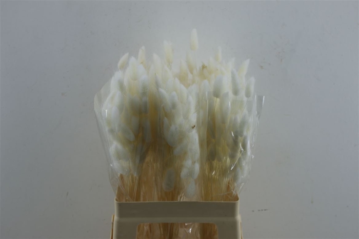 <h4>Lagurus Bleached 50 Gram</h4>