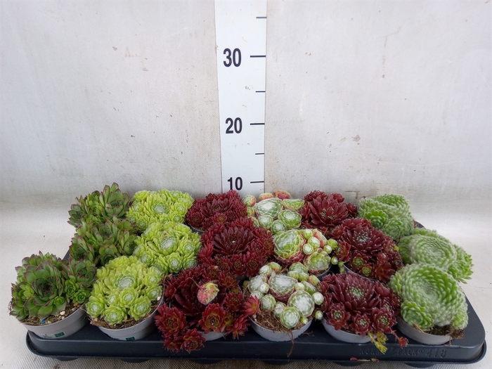 <h4>Sempervivum   ...</h4>