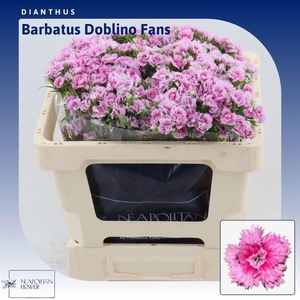 Di Barb Doblino Fantasia