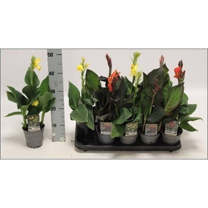 CANNA CANNOVA GEM