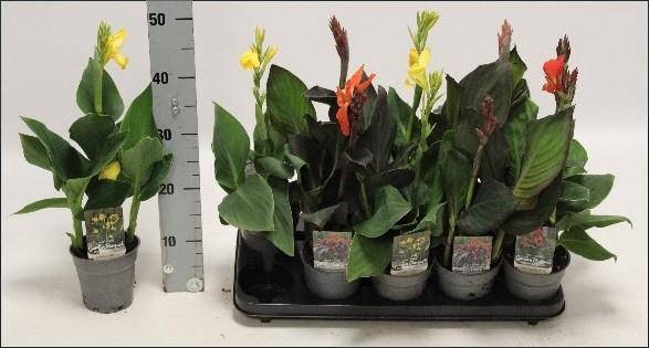 <h4>CANNA CANNOVA GEM</h4>