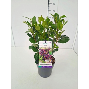 Aronia prunifolia
