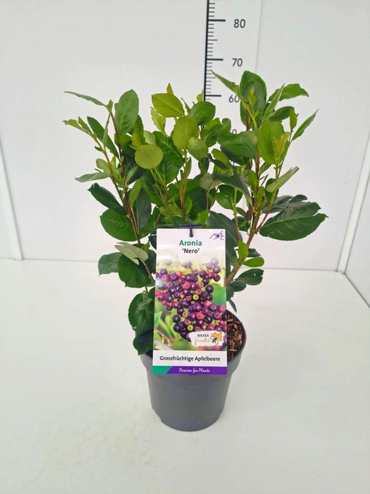 <h4>Aronia prunifolia</h4>