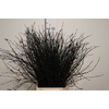 Berk 70cm Black Bunch