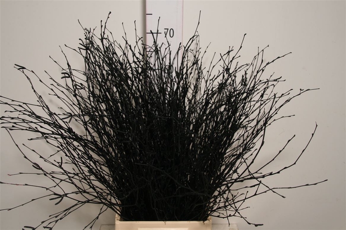 Berk 70cm Black Bunch