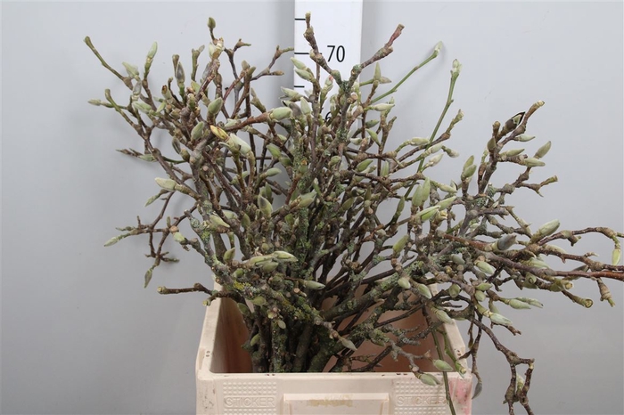 Magnolia Grandiflora