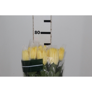 ANASTASIA SUNNY 080 CM AMARELO