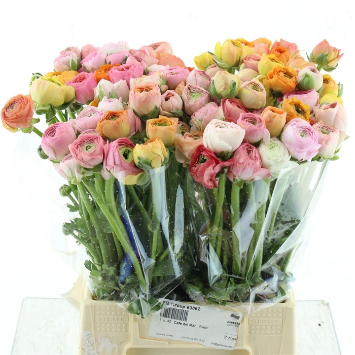 <h4>Ran El Salmon Extra</h4>