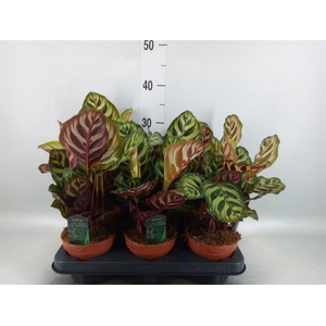 Calathea makoyana