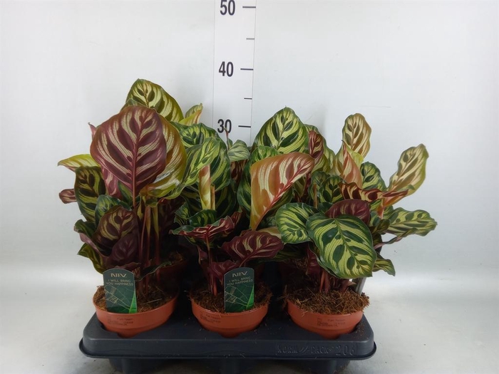 <h4>Calathea makoyana</h4>