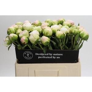 Paeonia Moon over Barrington