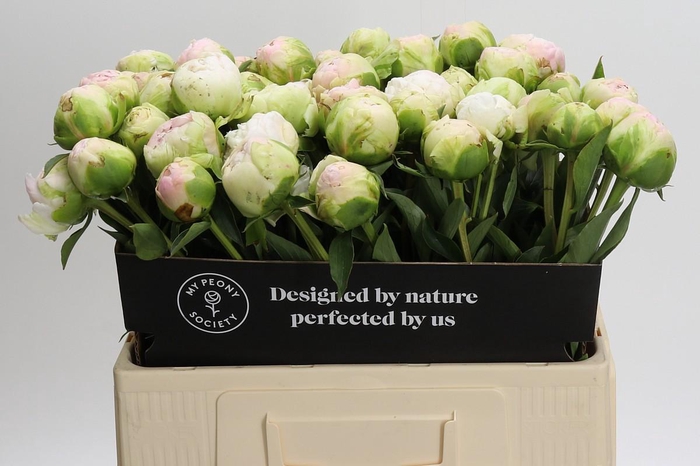 <h4>Paeonia Moon over Barrington</h4>