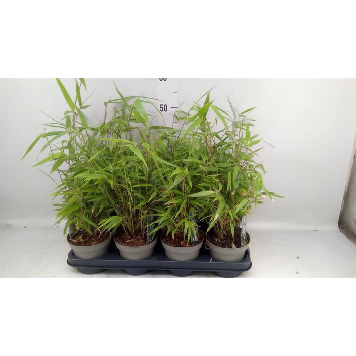 <h4>Fargesia nitida</h4>