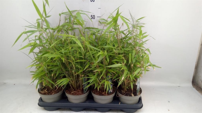 <h4>Fargesia nitida</h4>