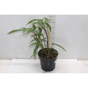 PHILODENDRON PEDATUM P17