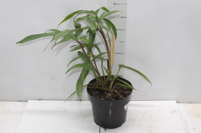 <h4>PHILODENDRON PEDATUM P17</h4>