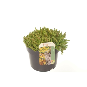 Sedum Acre Yellow Queen