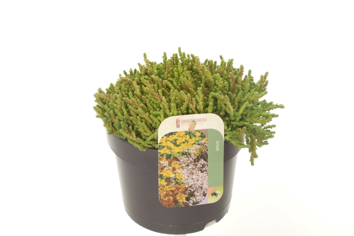 <h4>Sedum Acre Yellow Queen</h4>